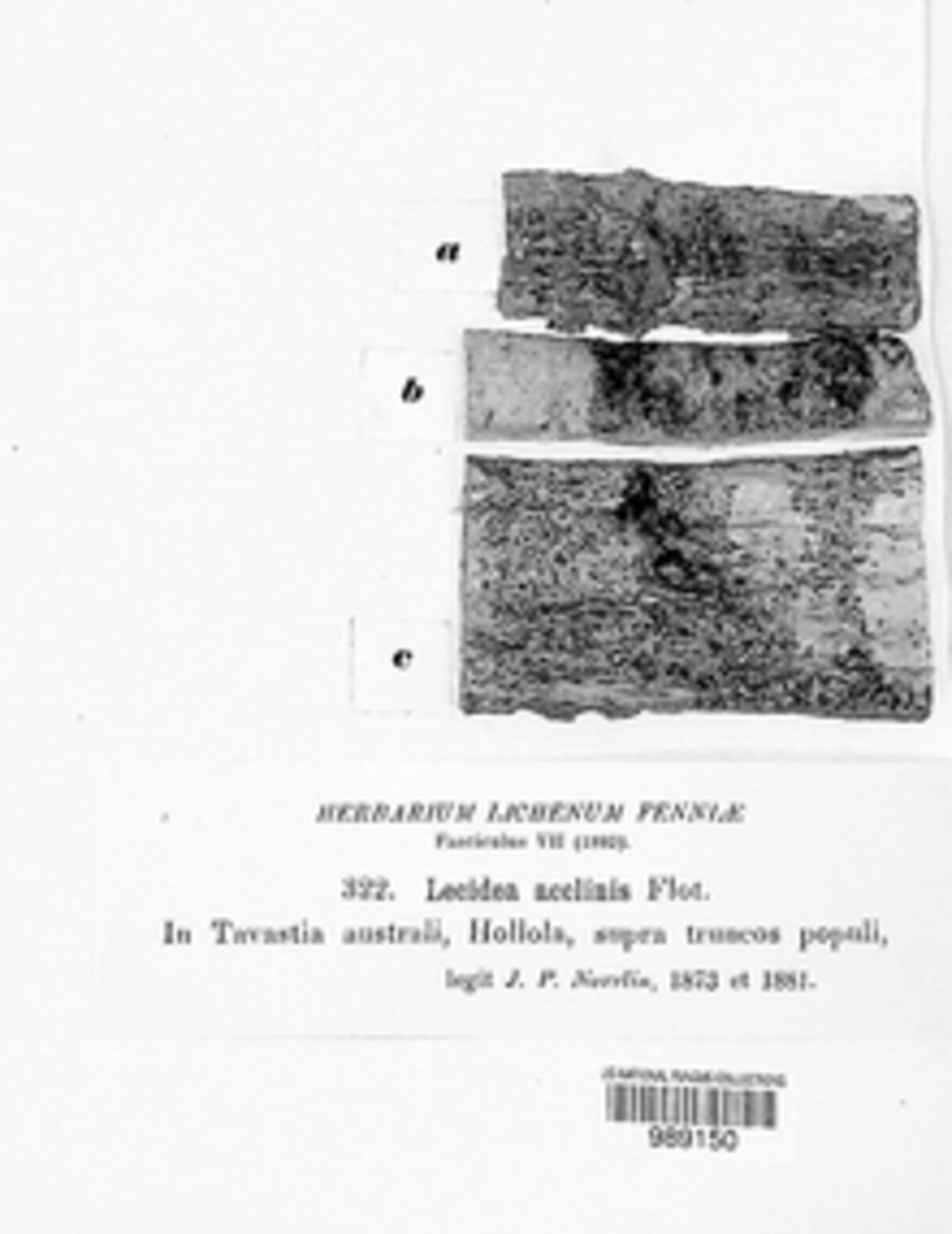 Lecidea acclinis image